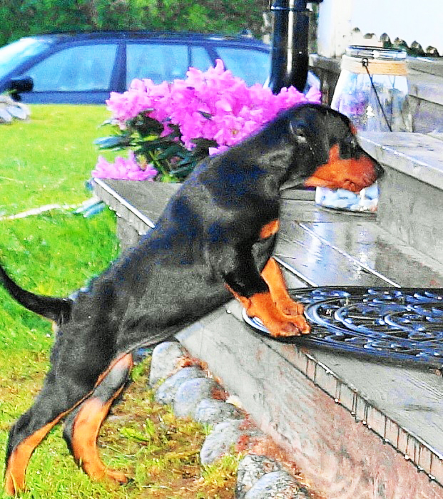 Pinscher * Xlanc Young Yalizza 7 veckor